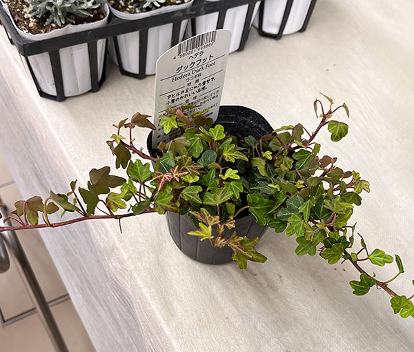 ヘデラ（アイビー）：ヘリックス　ダックフット3.5号ポット