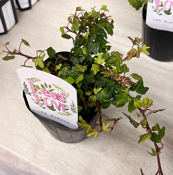 ヘデラ（アイビー）：ヘリックス　ダックフット3.5号ポット