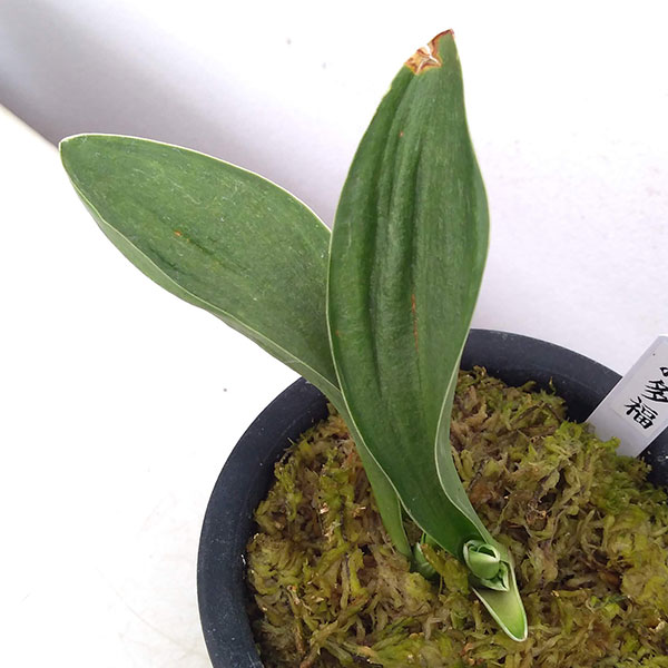 オモト（万年青）：お多福3号プラ鉢植え の通販 | 園芸ネット