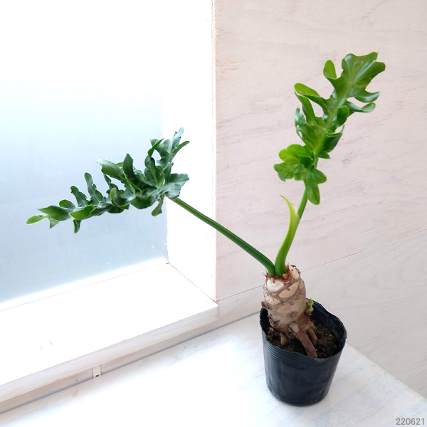 現品　フィロデンドロン　セローム　ホープ　34番　根上がり　観葉植物 迫力あります‼︎ 美株 セローム ホープ 根上り 大株 大型 観葉