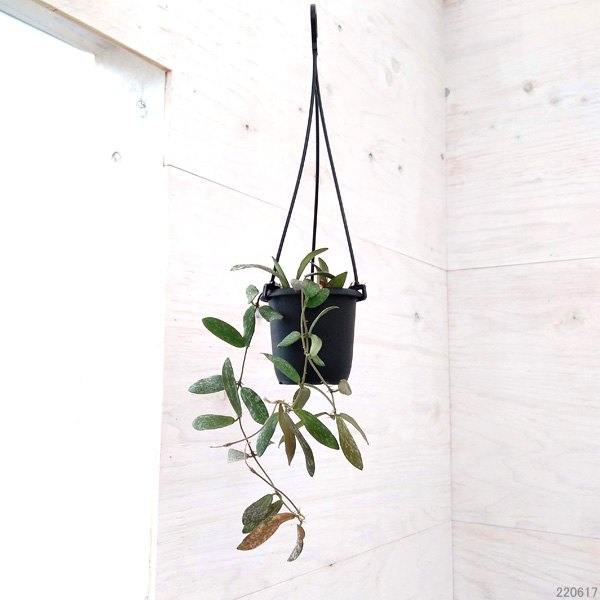 ホヤ：シギラティス　3号吊鉢