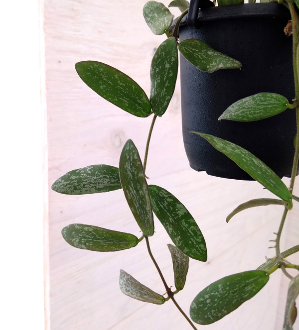 ホヤ：シギラティス　3号吊鉢