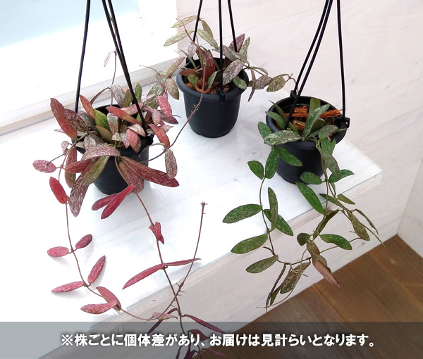 ホヤ：シギラティス　3号吊鉢