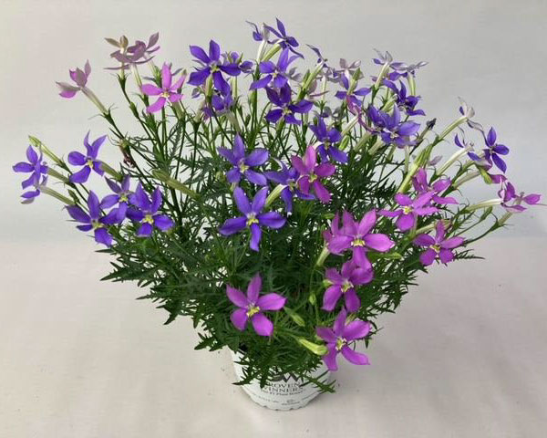 ローレンティア:フィズアンドポップ2色植え5号鉢植え