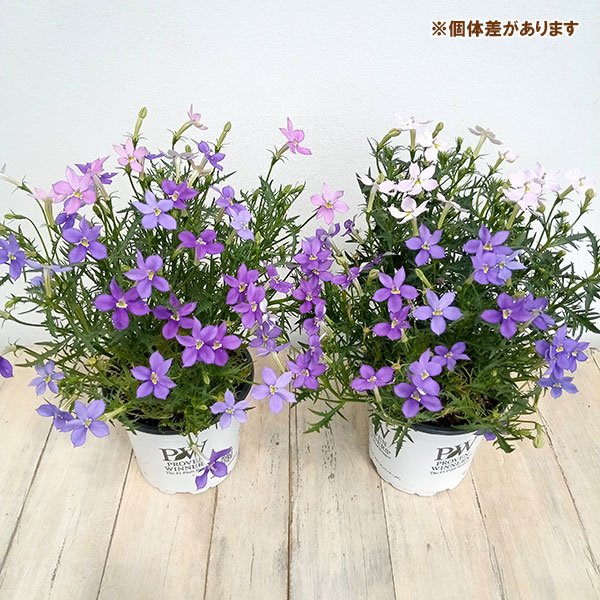 ローレンティア:フィズアンドポップ2色植え5号鉢植え