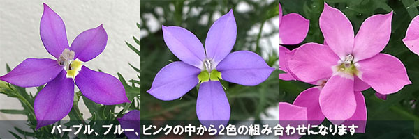 ローレンティア:フィズアンドポップ2色植え5号鉢植え