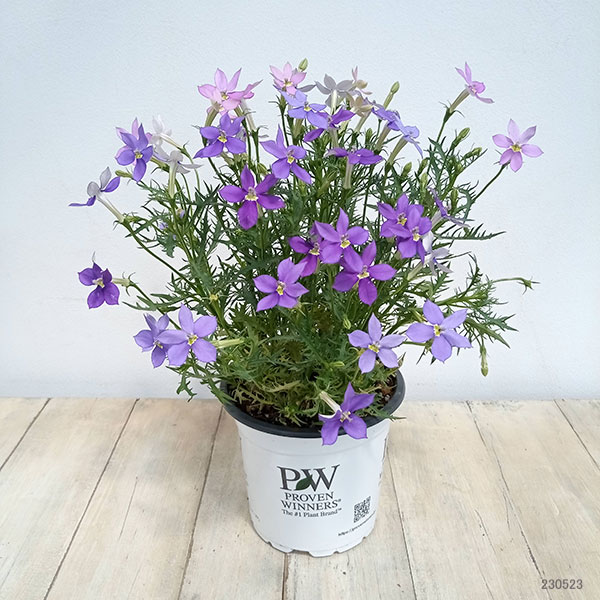 ローレンティア:フィズアンドポップ2色植え5号鉢植え