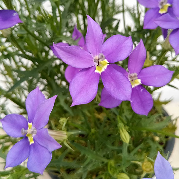 ローレンティア:フィズアンドポップ2色植え5号鉢植え