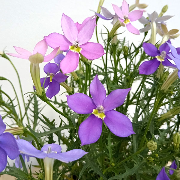 ローレンティア:フィズアンドポップ2色植え5号鉢植え