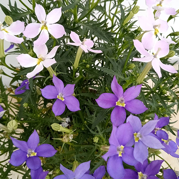 ローレンティア:フィズアンドポップ2色植え5号鉢植え