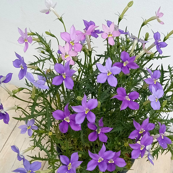 ローレンティア:フィズアンドポップ2色植え5号鉢植え