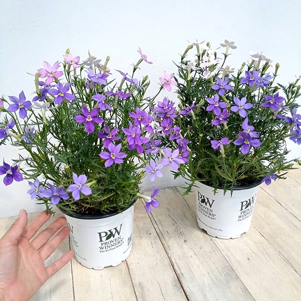 ローレンティア:フィズアンドポップ2色植え5号鉢植え