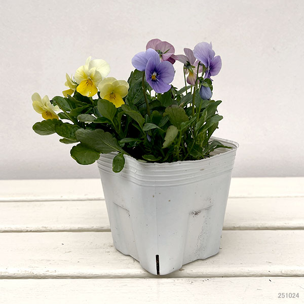 ビオラ：スイーツミックス　スノーホワイトケーキ4号ポット