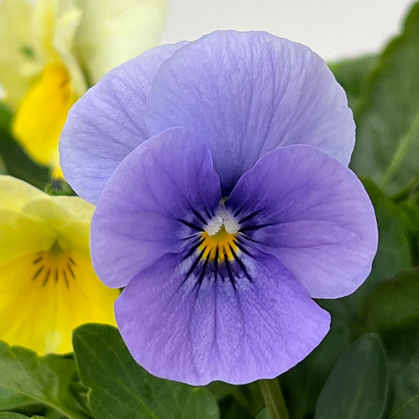 ビオラ：スイーツミックス　スノーホワイトケーキ4号ポット