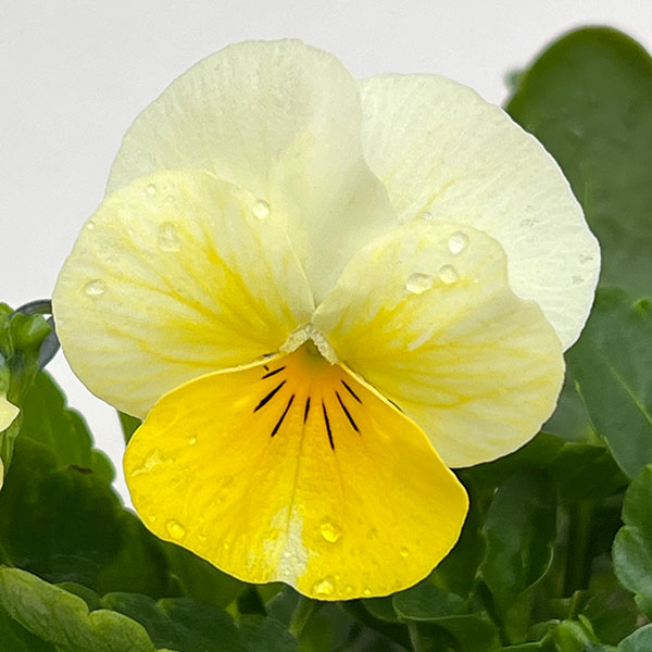 ビオラ：スイーツミックス　スノーホワイトケーキ4号ポット