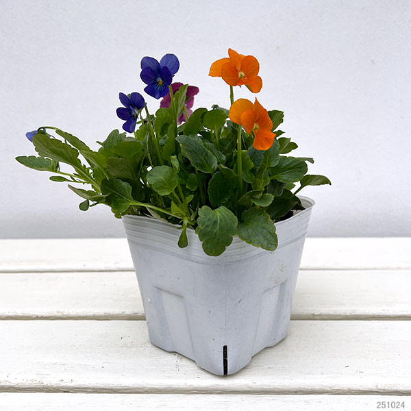 ビオラ：スイーツミックス　マンゴーアイスフルーツ添え4号ポット