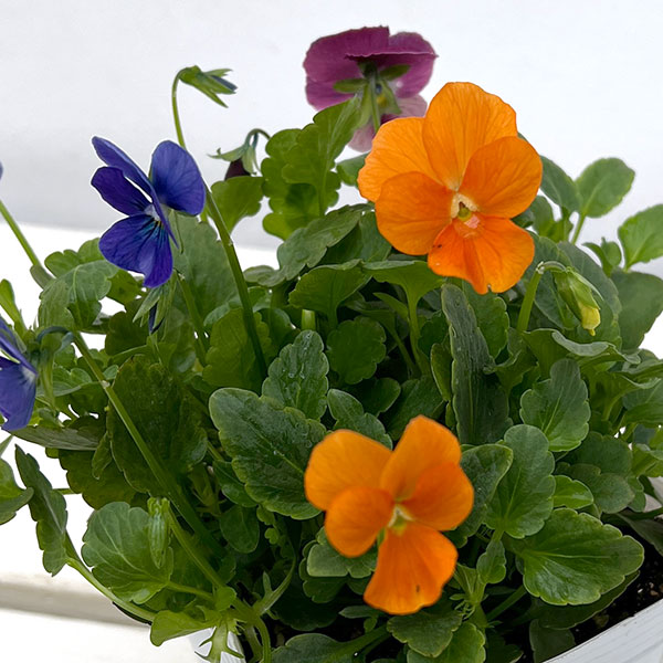 ビオラ：スイーツミックス　マンゴーアイスフルーツ添え4号ポット