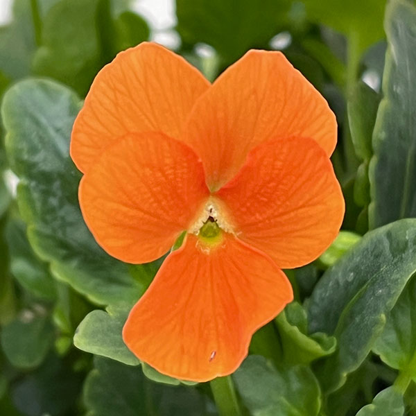 ビオラ：スイーツミックス　マンゴーアイスフルーツ添え4号ポット