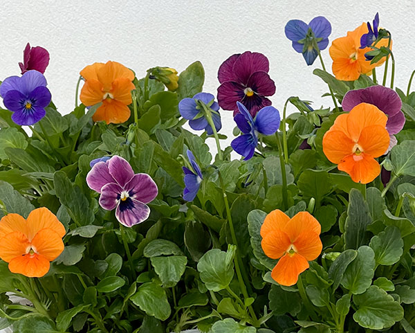 ビオラ：スイーツミックス　マンゴーアイスフルーツ添え4号ポット