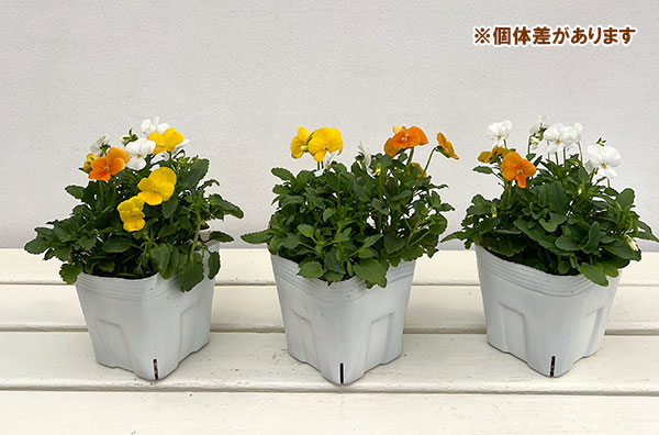 ビオラ：スイーツミックス　パフェ・トロピカル4号ポット