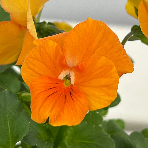 ビオラ：スイーツミックス　パフェ・トロピカル4号ポット