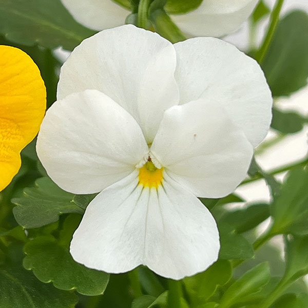 ビオラ：スイーツミックス　パフェ・トロピカル4号ポット