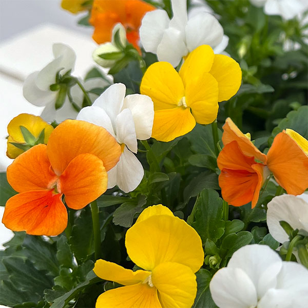 ビオラ：スイーツミックス　パフェ・トロピカル4号ポット