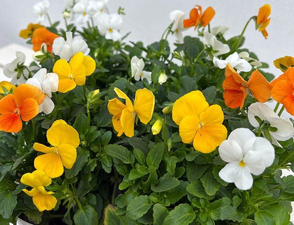 ビオラ：スイーツミックス　パフェ・トロピカル4号ポット