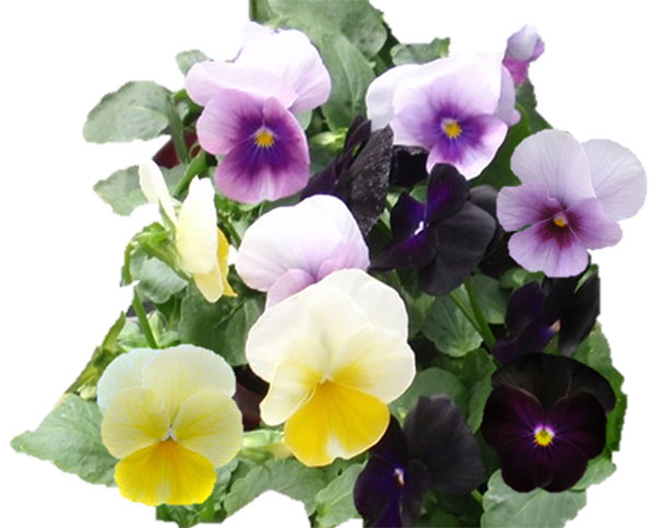 園芸ネット本店｜ビオラ：スイーツミックス シフォンケーキベリー添え4