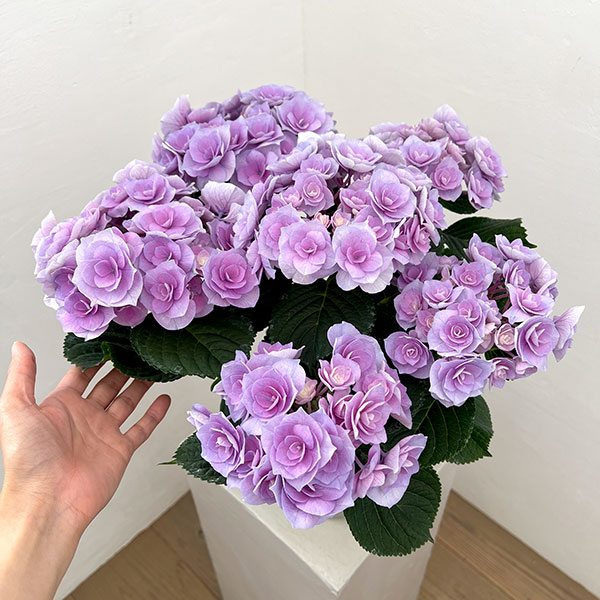 アジサイ：シャルム（パープル）5号鉢植え