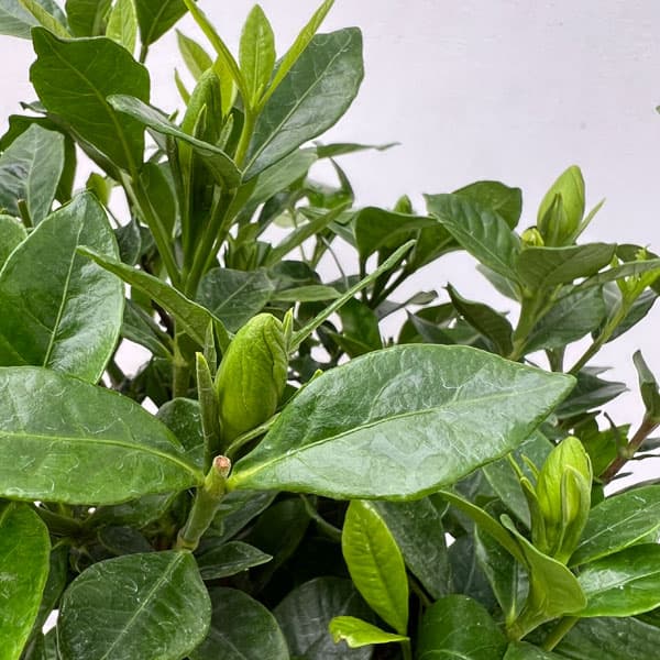 園芸ネット本店｜ヌマタクチナシ（八重咲き）6号鉢植え の通販【公式】