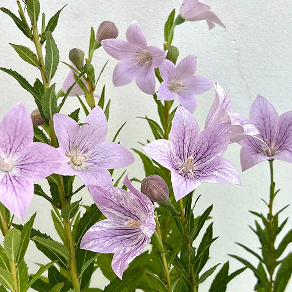 おもてなしキキョウ(桔梗）：一重系絞り紅花4号ポット（高性）