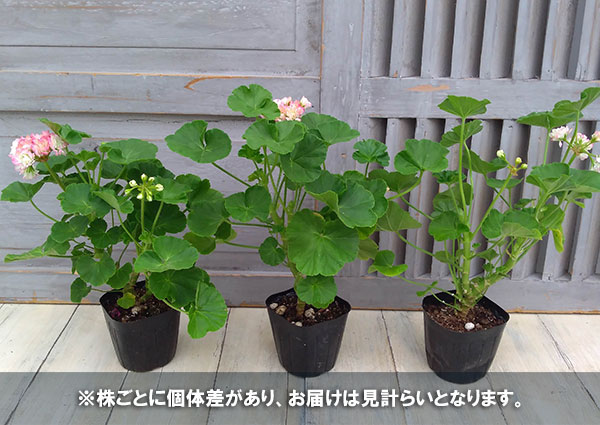 ゼラニウム:エキゾチカ・アップルブロッサム3号ポット