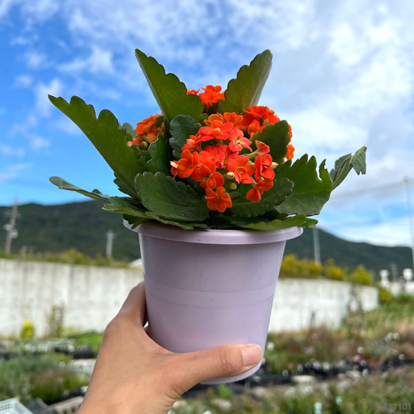 カランコエ：クイーンローズ　アグネス（オレンジ）4号鉢入り