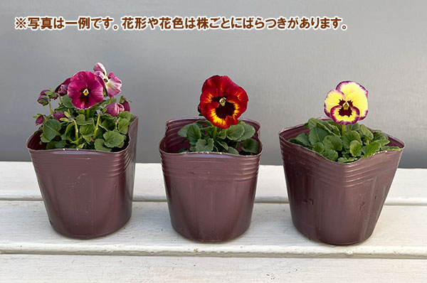 [送料無料]うえたコレクションビオラ：リンゴの詩3.5号ポット 12株セット