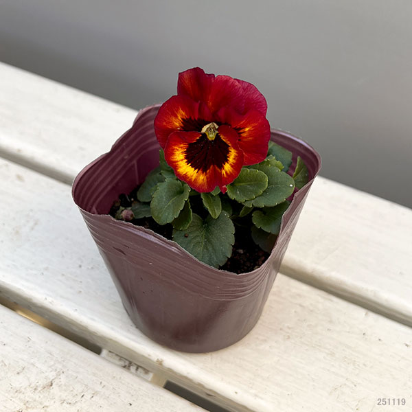 [送料無料]うえたコレクションビオラ：リンゴの詩3.5号ポット 12株セット