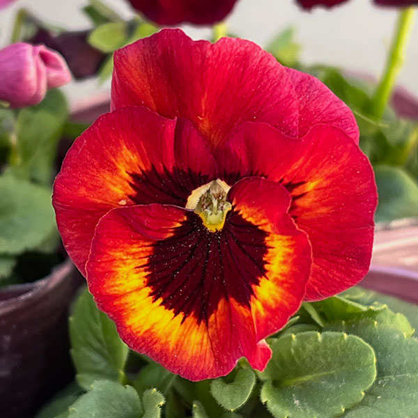 [送料無料]うえたコレクションビオラ：リンゴの詩3.5号ポット 12株セット