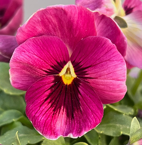 [送料無料]うえたコレクションビオラ：リンゴの詩3.5号ポット 12株セット