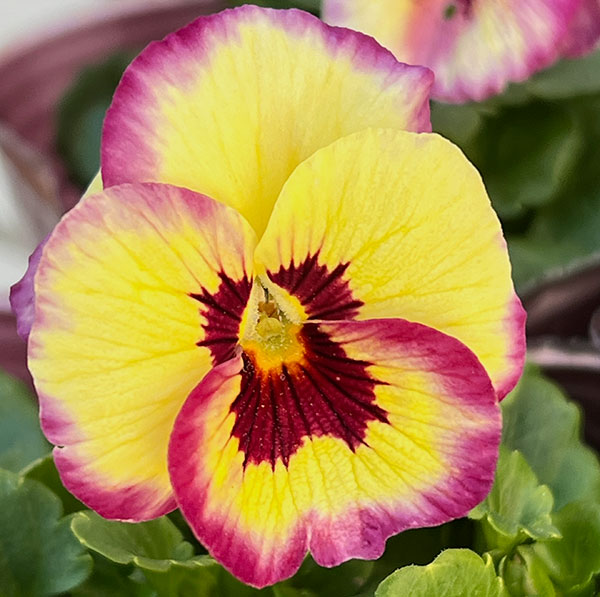 [送料無料]うえたコレクションビオラ：リンゴの詩3.5号ポット 12株セット