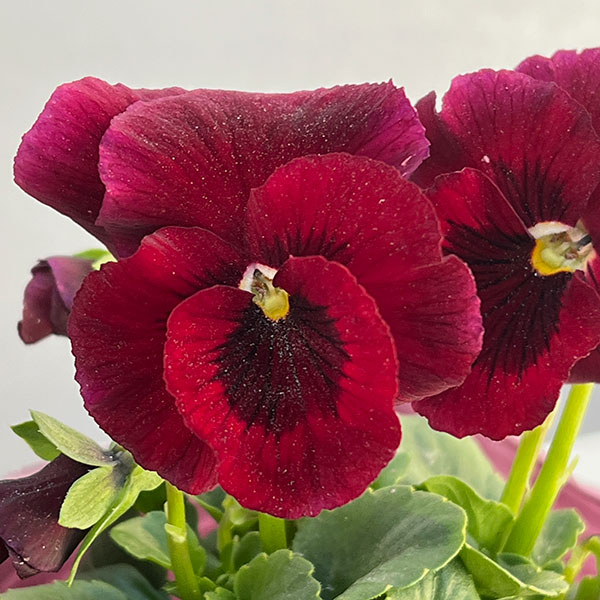 [送料無料]うえたコレクションビオラ：リンゴの詩3.5号ポット 12株セット