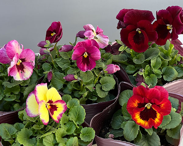 [送料無料]うえたコレクションビオラ：リンゴの詩3.5号ポット 12株セット