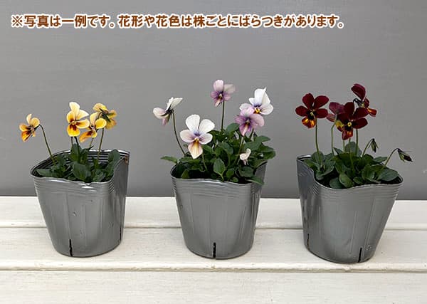 うえたコレクションビオラ:パピヨンワールド3.5号ポット