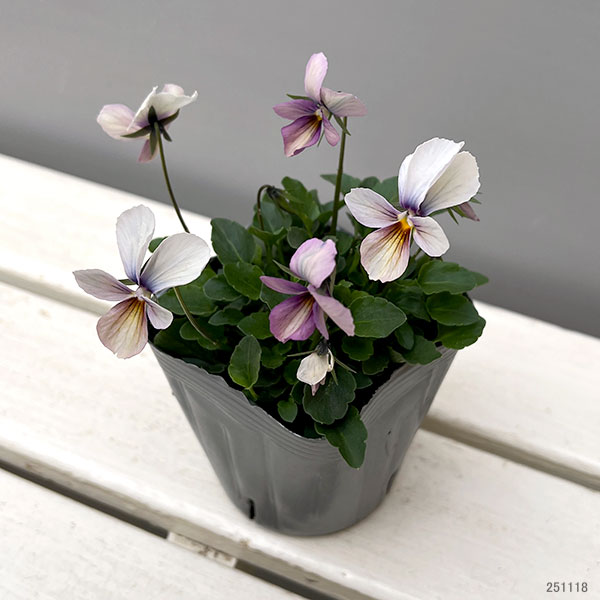 うえたコレクションビオラ:パピヨンワールド3.5号ポット