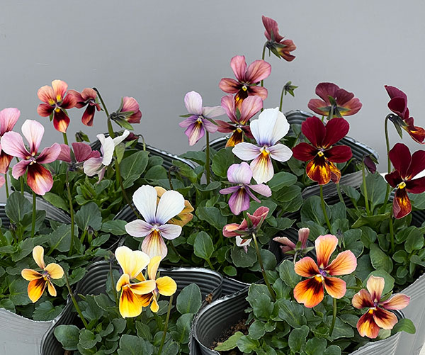 うえたコレクションビオラ:パピヨンワールド3.5号ポット