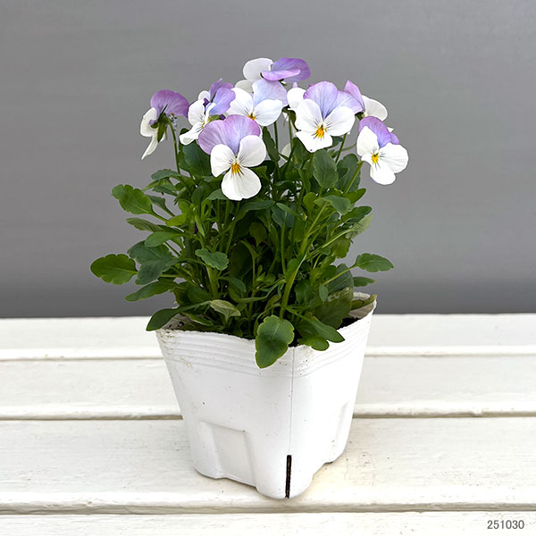 ビオラ：フローラルパワー　ホワイトローズウイング3～3.5号ポット 2株セット