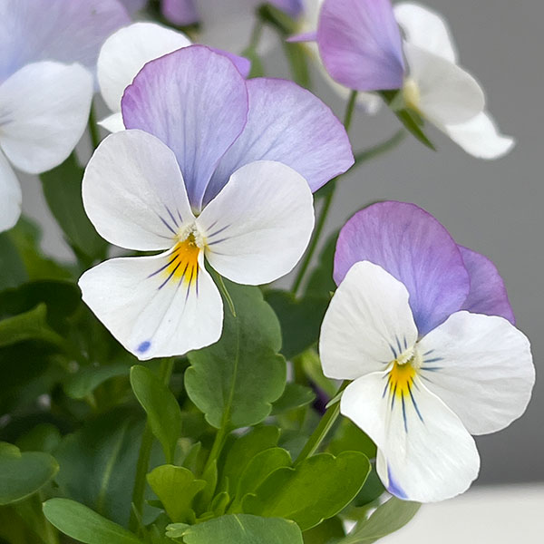 ビオラ：フローラルパワー　ホワイトローズウイング3～3.5号ポット 2株セット