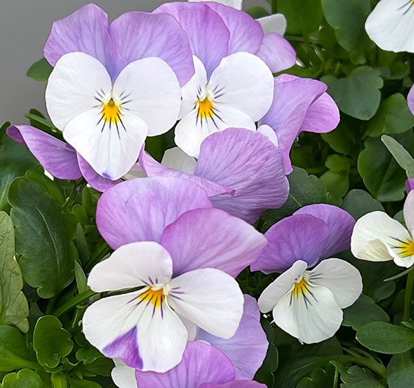 ビオラ：フローラルパワー　ホワイトローズウイング3～3.5号ポット 2株セット