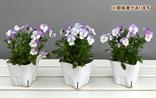ビオラ：フローラルパワー　ホワイトローズウイング3～3.5号ポット 2株セット