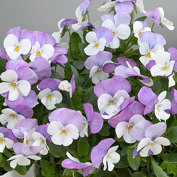 ビオラ：フローラルパワー　ホワイトローズウイング3～3.5号ポット 2株セット