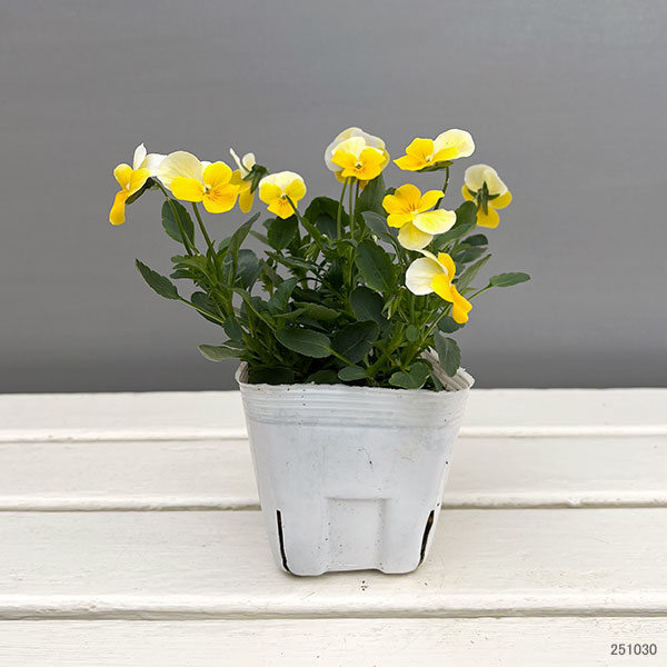ビオラ：フローラルパワー　イエロービーコン3-3.5号ポット 2株セットy